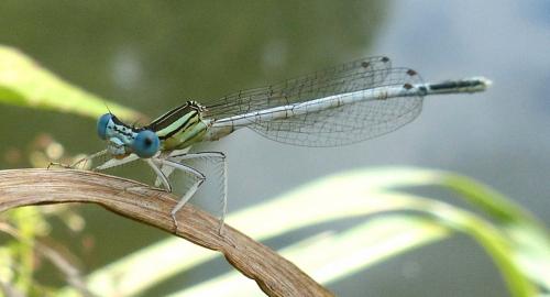 Platycnemis latipes