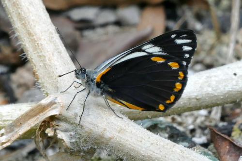 Belenois java peristhene
