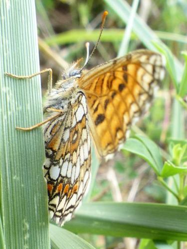 Melitaea sp.
