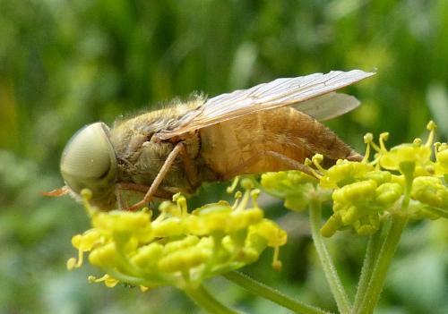 Atylotus fulvus