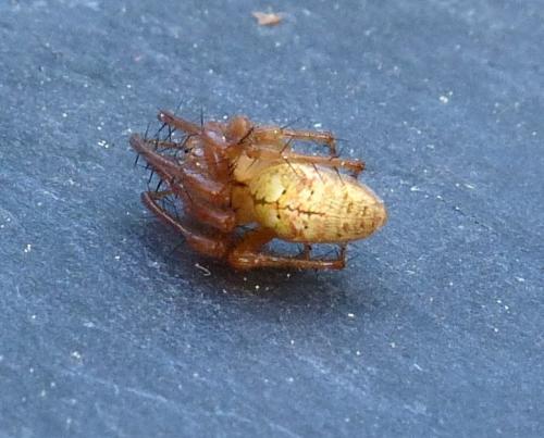 Metellina sp.