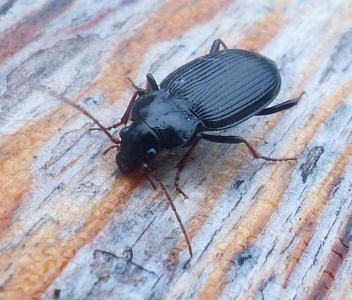 Réf. 218 065 : Nebria brevicollis