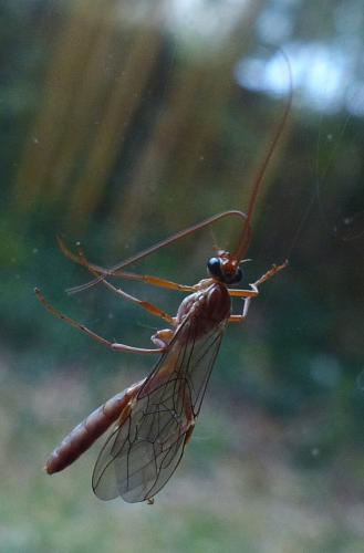 Ophion obscuratus