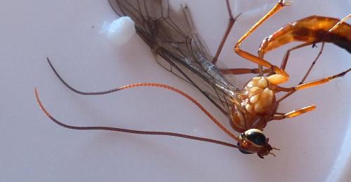 Ophion obscuratus