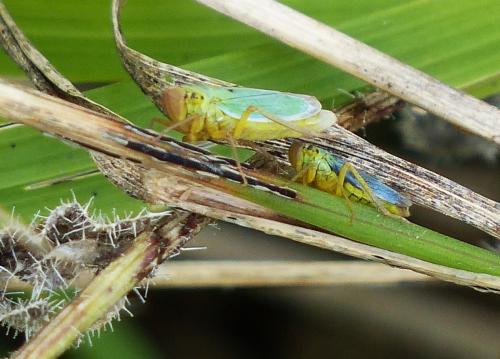 Cicadella viridis