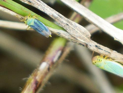Cicadella viridis