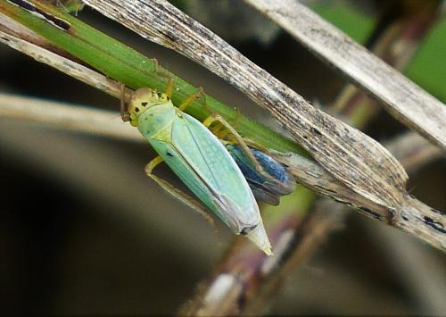 Cicadella viridis