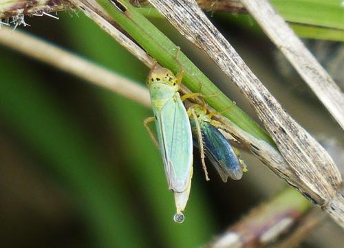 Cicadella viridis