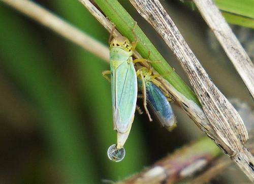 Cicadella viridis