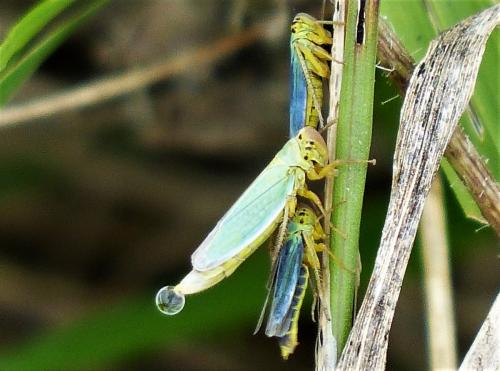 Réf. 218 290 : Cicadella viridis