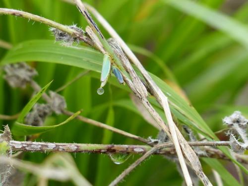 Cicadella viridis