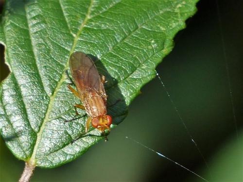 Tetanocera sp.