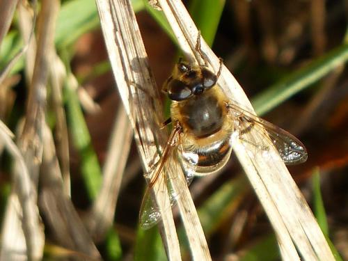 Eristalis tenax