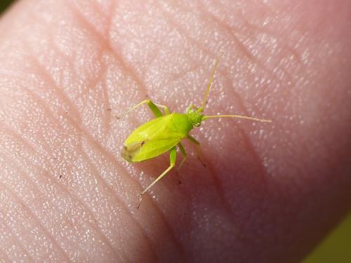 Eurycolpus flaveolus