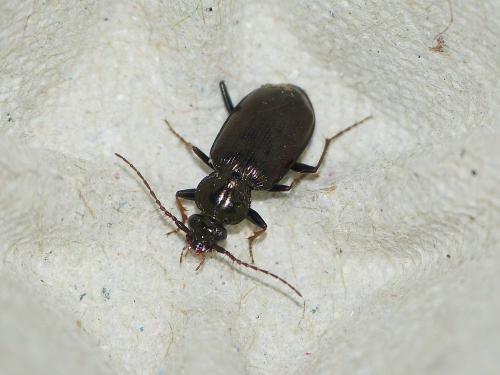 Loricera pilicornis