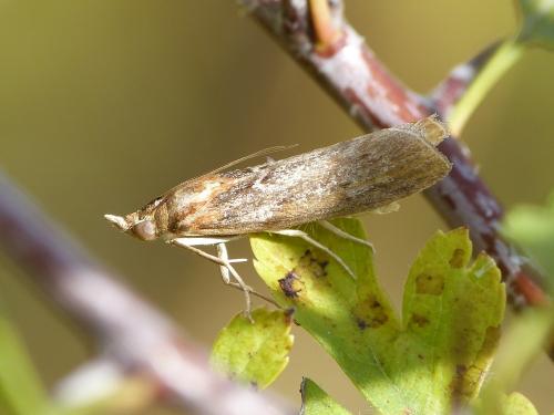 Selagia spadicella