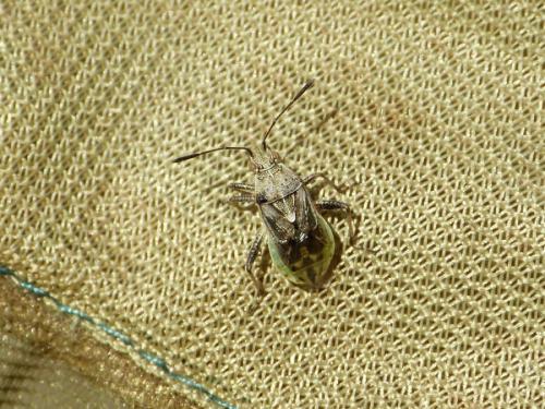 Stictopleurus punctatonervosus