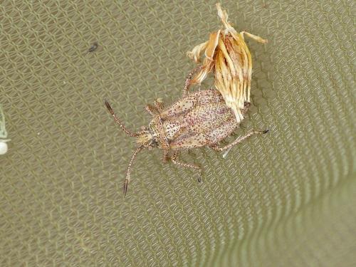 Corizus hyoscyami hyoscyami