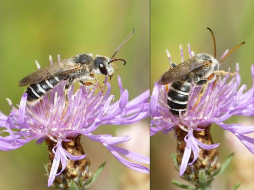 Halictus quadricinctus