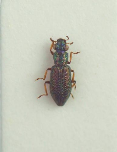 Réf. 218 344 : Hydrochus sp.