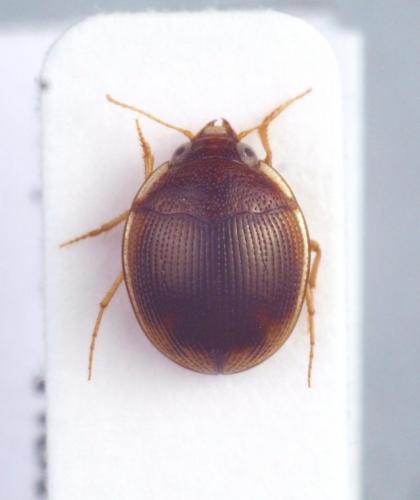 Réf. 218 518 : Omophron sp.