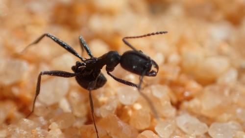 Réf. 218 185 : Aphaenogaster senilis
