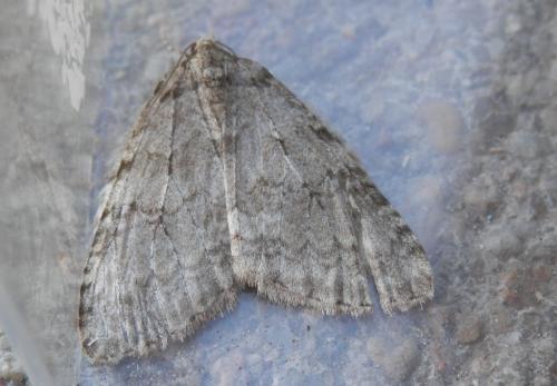 Réf. 218 135 : Epirrita dilutata