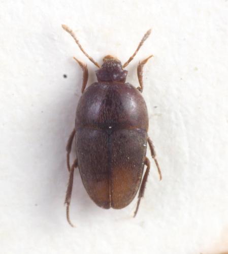 Réf. 218 342 : Bathysciola schioedtei
