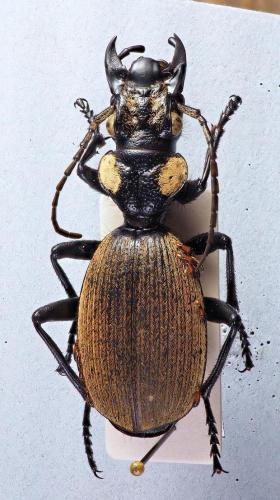 Anthia lunae