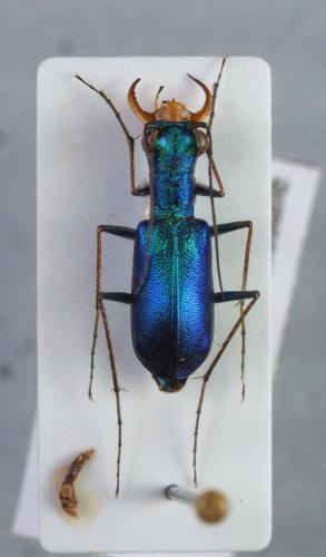 Cratohaerea chrysopyga