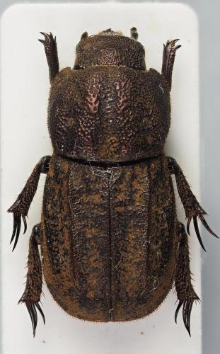 Réf. 218 433 : Stenosternus costatus