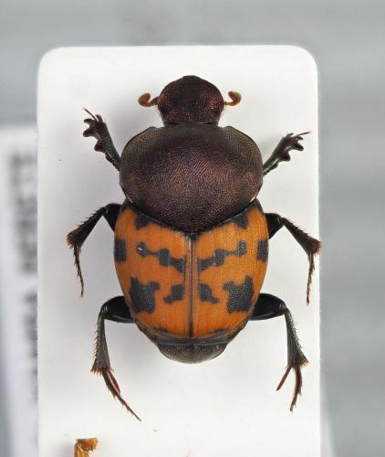 Onthophagus maculatus