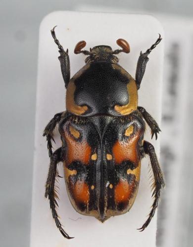 Cymophorus spiniventris