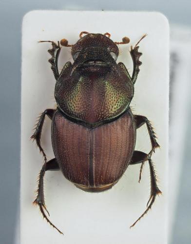Réf. 218 660 : Proagoderus cambeforti