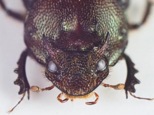 Réf. 218 661 : Proagoderus cambeforti