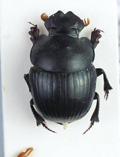 Coptorhina nitidipennis