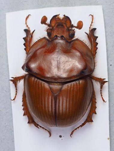 Bolbaffer gigas