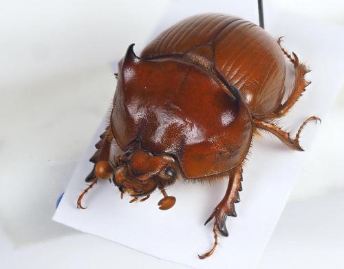 Bolbaffer gigas