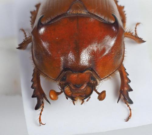 Bolbaffer gigas