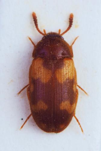 Réf. 218 504 : Mycetophagus piceus