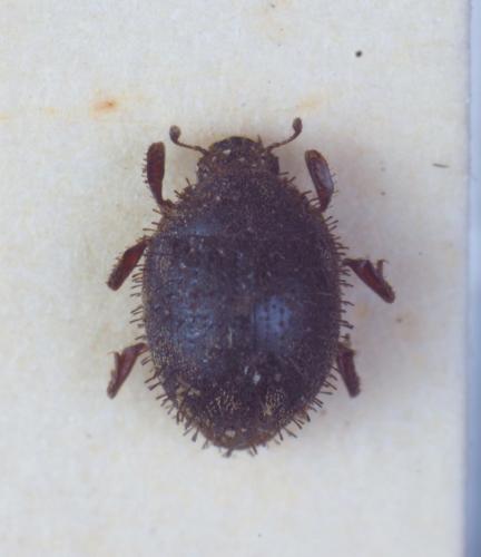 Réf. 218 497 : Curimopsis setigera