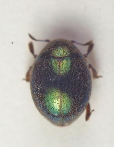 Lamprobyrrhulus nitidus
