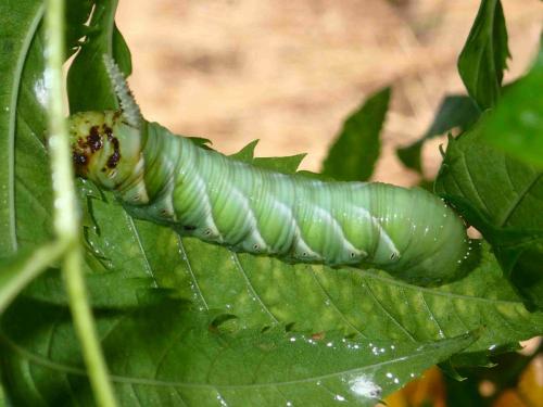 Psilogramma sp.