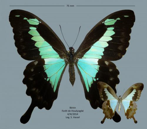 Quelques lépidos du Bénin  Papilio_phorcas_petit