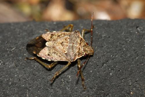Podisus serieventris