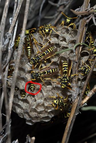Polistes gallicus