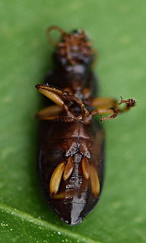 Pseudoophonus griseus