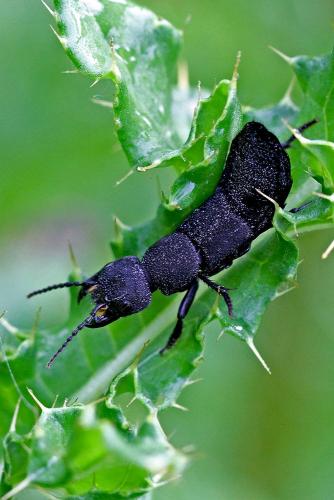 Ocypus sp.