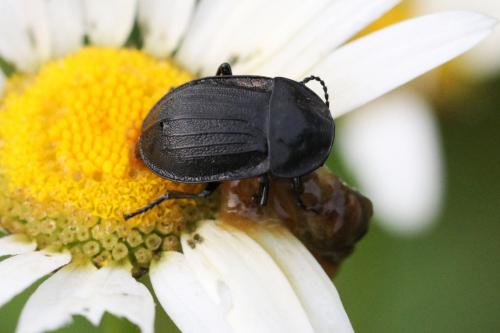 Phosphuga atrata