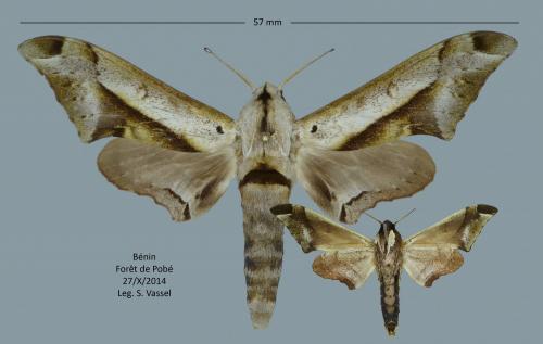 Quelques lépidos du Bénin  Sphingidae_benin